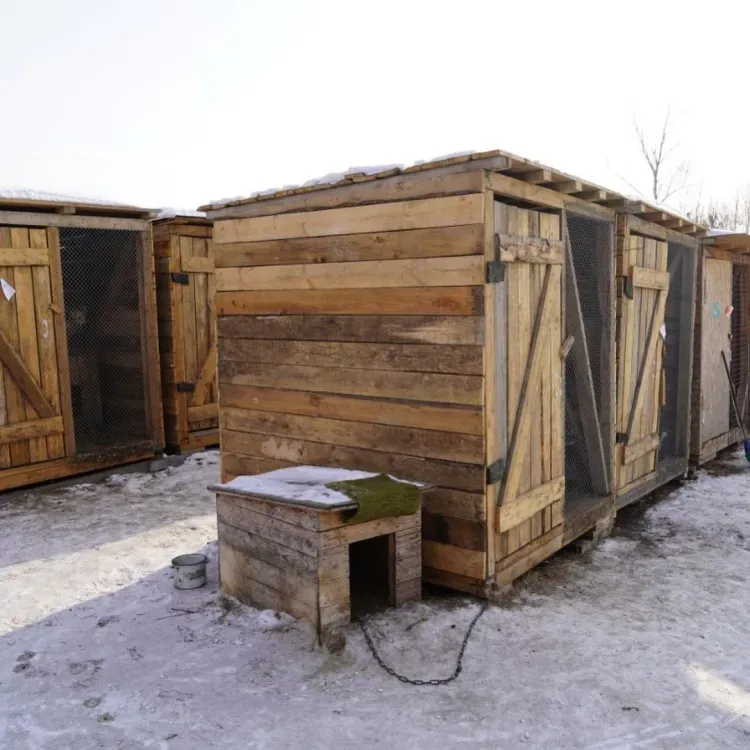 Питомник для бродячих собак собираются построить в Свободном