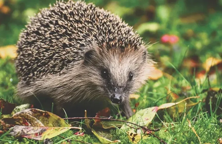 Кошки, ежи и кролики могут распространять новые коронавирусы