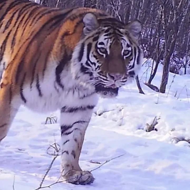 Фейки про тигров снова появились в Приамурье