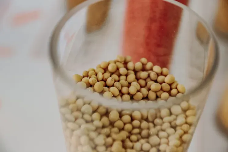 Семенной завод в Благовещенском районе поможет аграриям увеличить урожайность