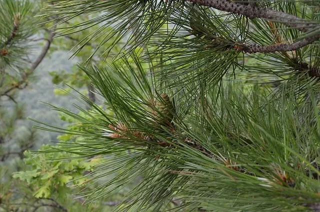 Василия Капельника по народному календарю отмечают 13 марта