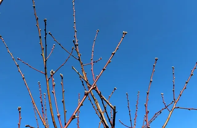 Теплая погода в Благовещенске побила рекорд столетней давности