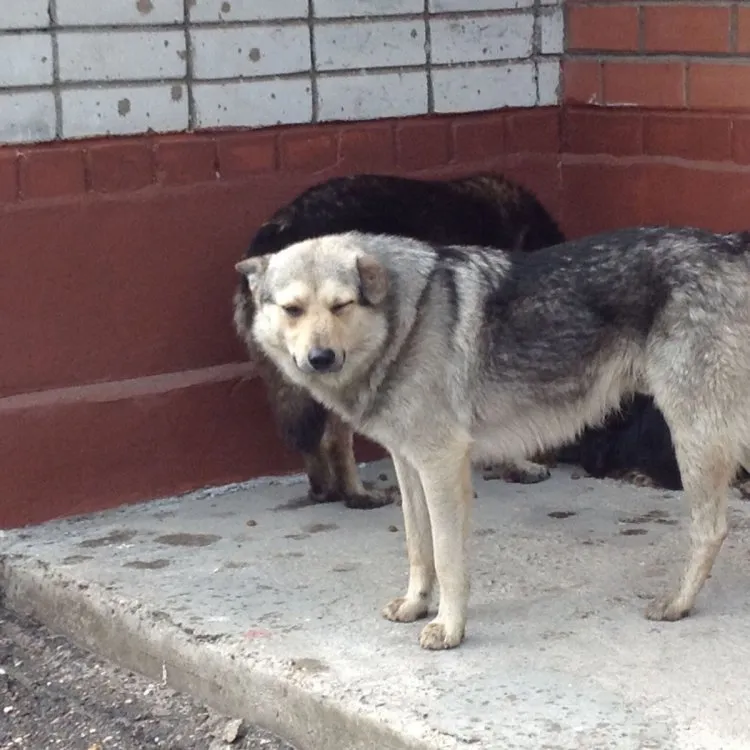 Пункт передержки животных закроют в Тынде после вмешательства прокурора