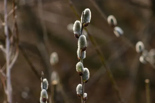 Облачно, до 4 градусов тепла: погода 21 марта в Благовещенске
