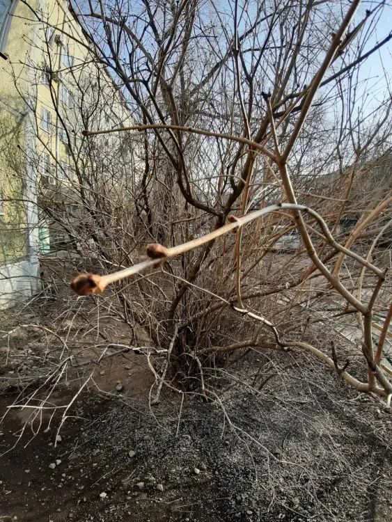 Ветрено, до 7 градусов тепла: погода 22 марта в Благовещенске