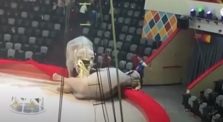 Слоны подрались на арене цирка во время представления в Казани