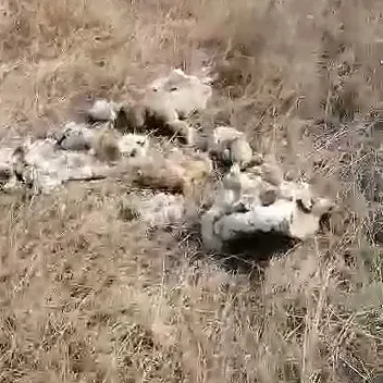 Следователи возбудили дело после обнаружения шкур косулей в Благовещенском районе