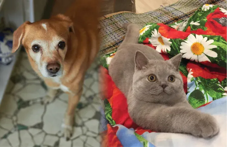 Благовещенский Хатико и кот Мажор из Сковородина стали победителями фотоконкурса