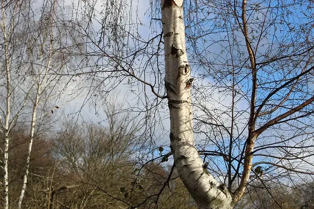 Алексея Теплого по народному календарю отмечают 30 марта. этот день в южных районах доставали улья и начинали сеять овес и ячмень 