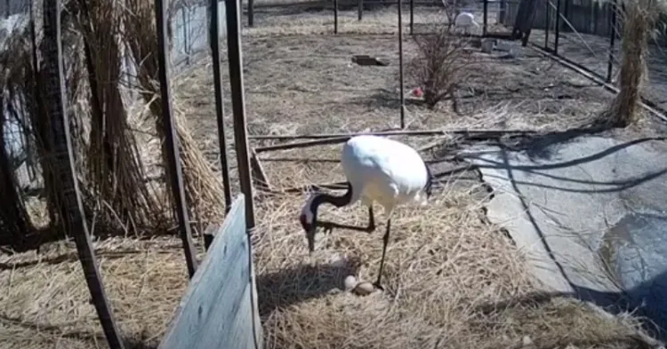Рождение птенцов у японских журавлей в Муравьевском парке покажут онлайн