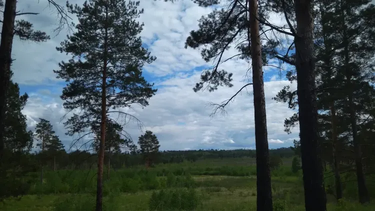 Василий Орлов заявил, что пострадавший от огня лесной фонд восстановят по проекту