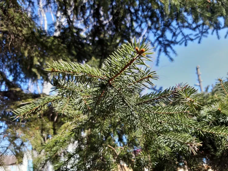 Без осадков, сильный ветер: погода 19 апреля в Благовещенске
