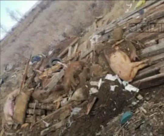 Массовый падеж свиней произошел в хозяйстве Зейского района