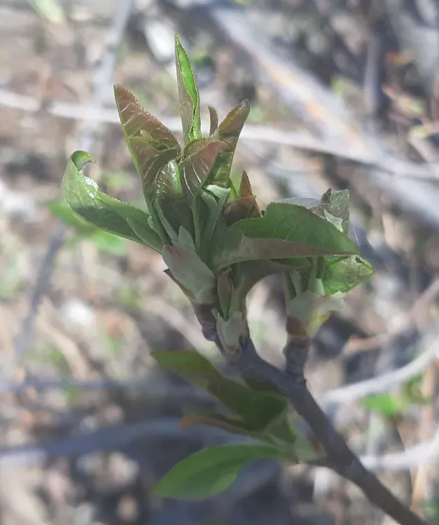 Ветрено, до 10 градусов тепла: погода 23 апреля в Благовещенске