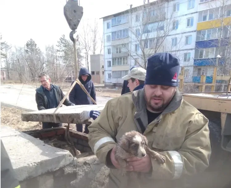Спасатели вытащили щенка из теплотрассы в Магдагачах, убрав колодец