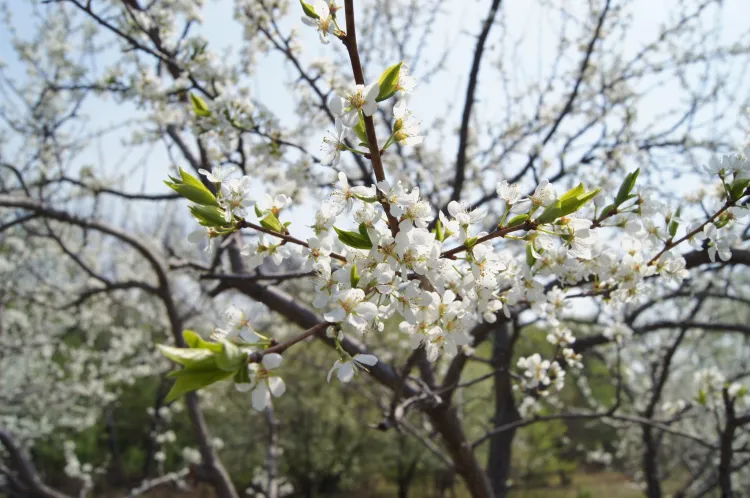 День труда отмечают 1 мая