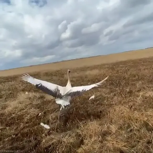 Японского журавля выпустили в дикую природу из парка в Тамбовском районе