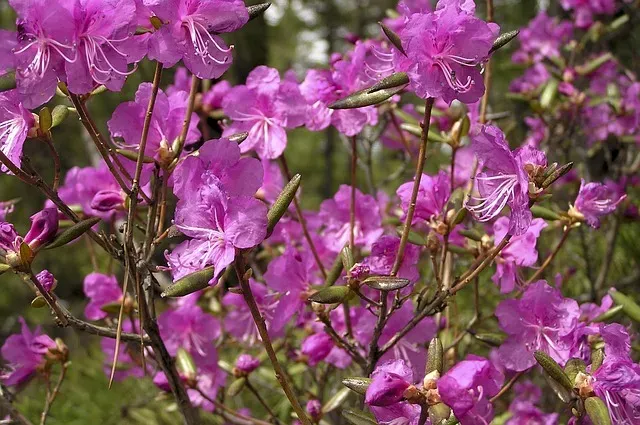 Без осадков, северный ветер: погода 7 мая в Благовещенске