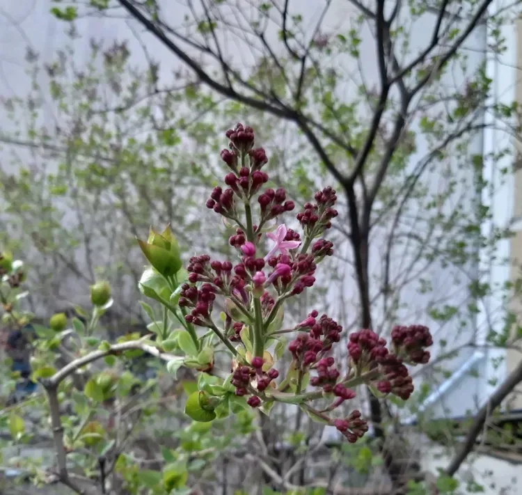 Облачно, слабый ветер: погода 14 мая в Благовещенске