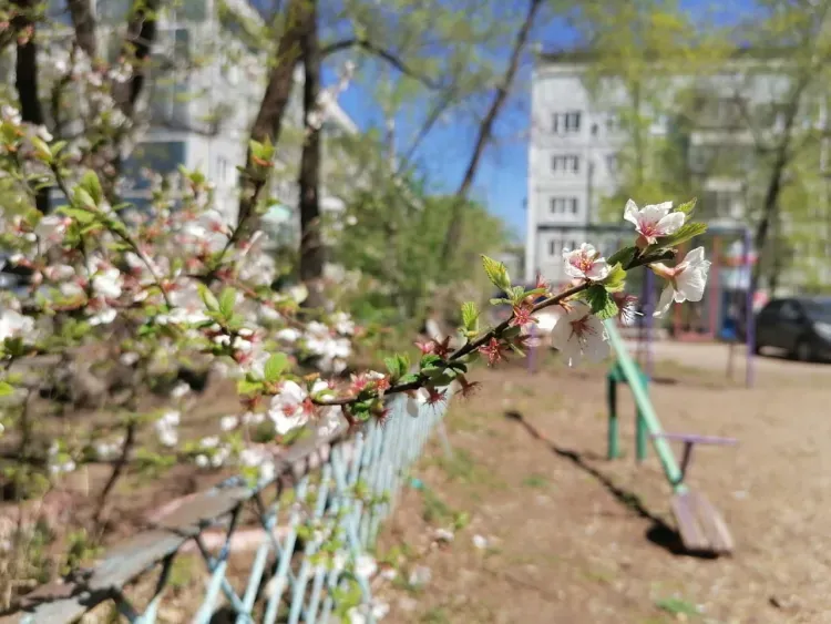 Без осадков, до 21 градуса тепла: погода 18 мая в Благовещенске