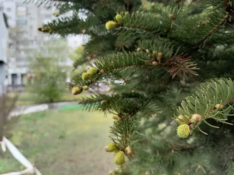 Облачно с прояснениями, слабый ветер: погода 19 мая в Благовещенске
