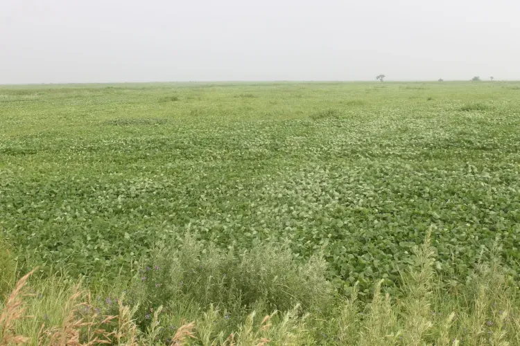 Ивана Долгого 21 мая отмечают по народному календарю 