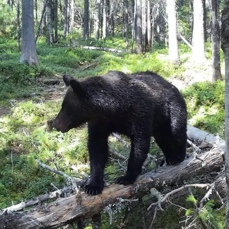 Медведь разорил муравейники в Зейском районе недалеко от человеческого жилища