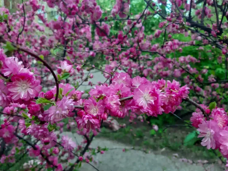 Переменная облачность, до 27 градусов тепла: погода 21 мая в Благовещенске