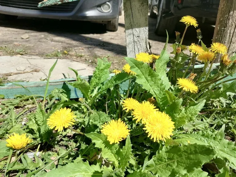 Слабый ветер, до 18 градусов тепла: погода 28 мая в Благовещенске