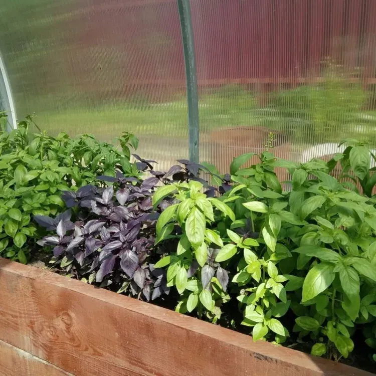 Инвалидов из Благовещенска научат выращиванию овощей и уходу за растениями