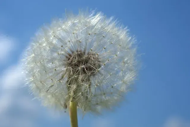 Малооблачно, слабый ветер: погода 7 июня в Благовещенске