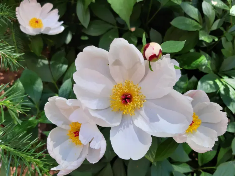 Без осадков, до 29 градусов тепла: погода 8 июня в Благовещенске