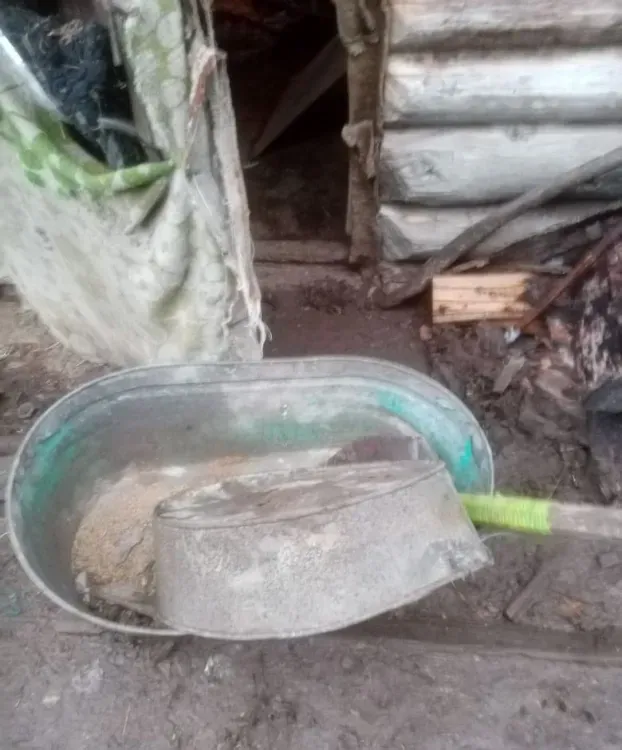 Медведь в амурском селе растерзал 10 птиц при нападении на курятник