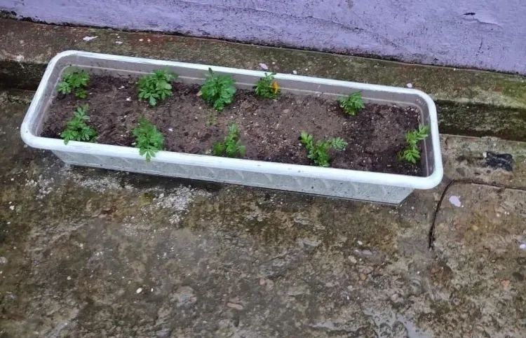 В Тынде неизвестные забрали себе цветочные ящики, вытряхнув из них рассаду