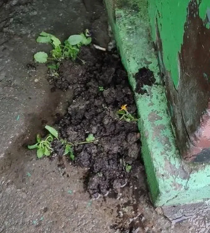 В Тынде неизвестные забрали себе цветочные ящики, вытряхнув из них рассаду