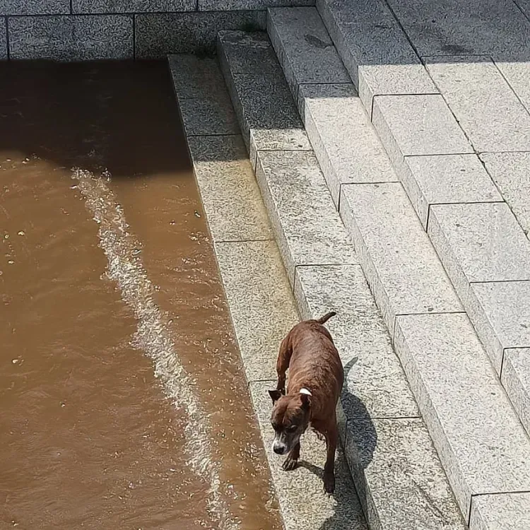 Породистую собаку спас прохожий из Амура на набережной Благовещенска