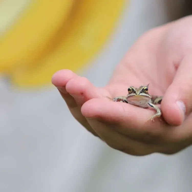 Лотос Комарова посадили на озере в амурском заказнике