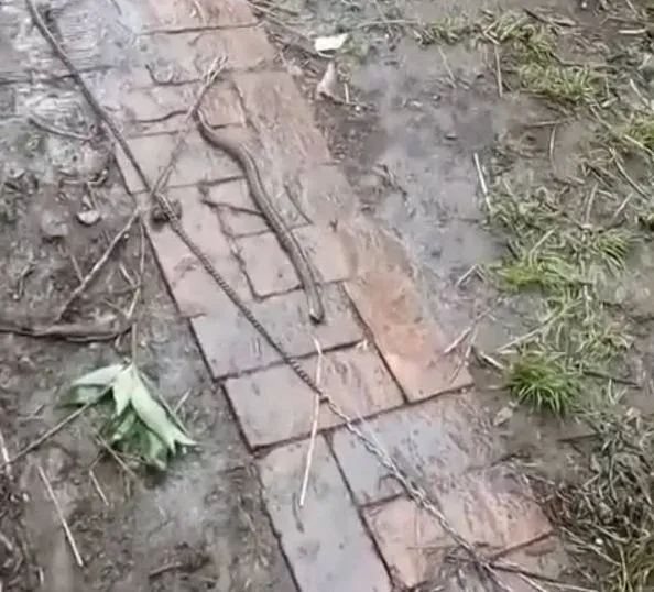 Ядовитых змей принесло паводком в дом жителей Игнатьева