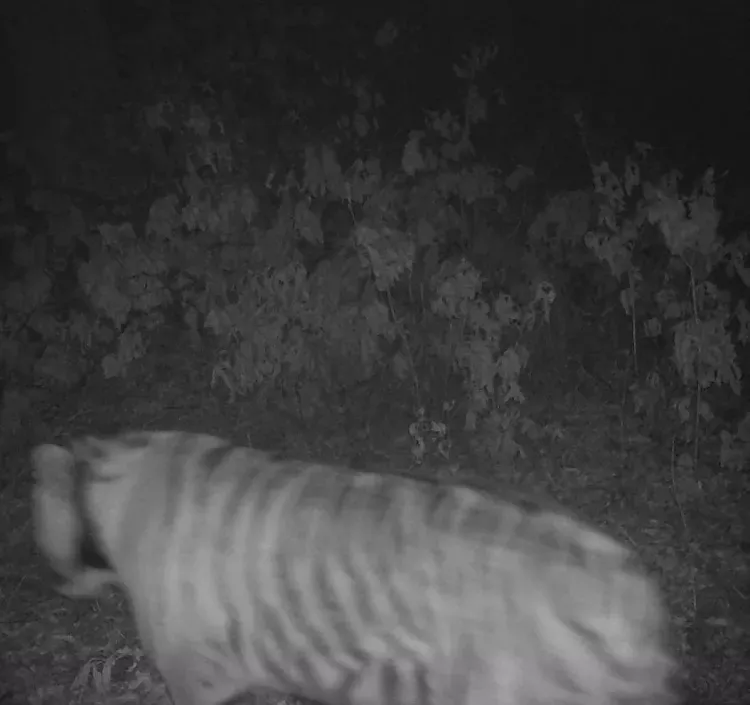 У тигрицы Елены из Хинганского заповедника появились шансы сыграть первую "свадьбу"