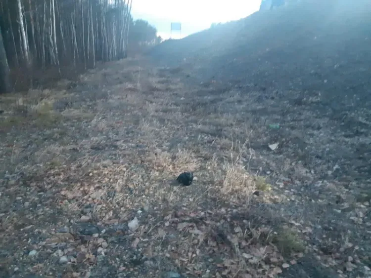 Житель Тынды с наркотиками пытался скрыться от полицейских на федеральной дороге