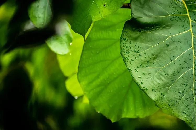 Слабый ветер, возможен небольшой дождь: погода 9 июля в Благовещенске