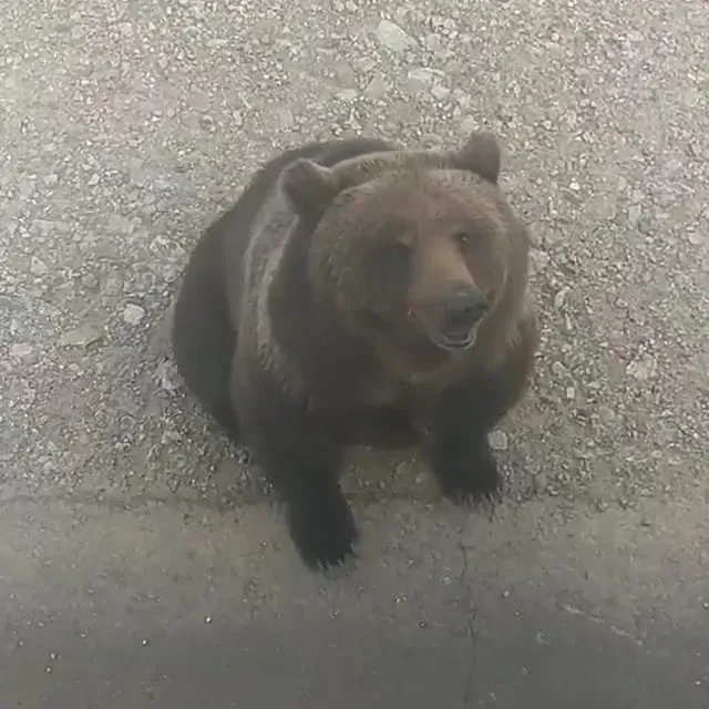 Медведица на трассе в Тындинском районе оторвала часть бампера у автомобиля