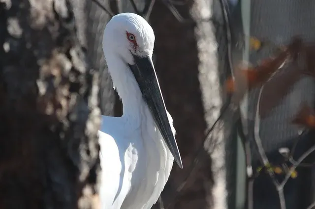 Аистов в амурских заказниках стало больше