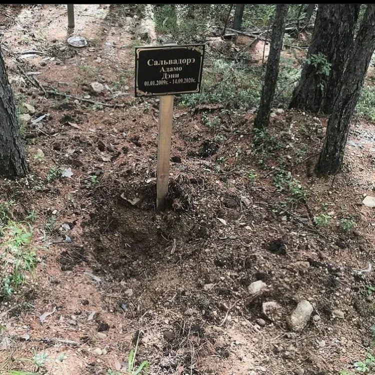 Медведь разворошил кладбище домашних животных в районе Тынды