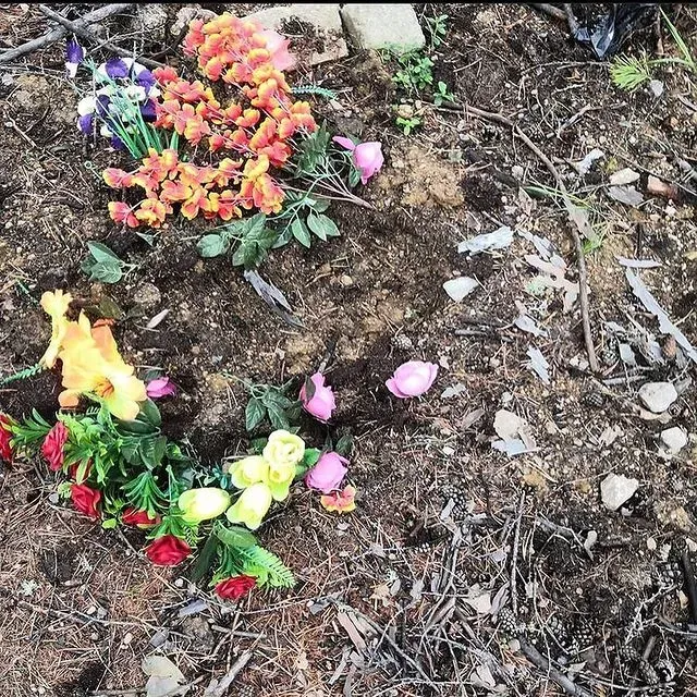 Медведь разворошил кладбище домашних животных в районе Тынды