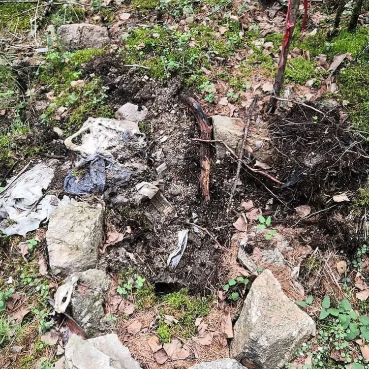 Медведь разворошил кладбище домашних животных в районе Тынды