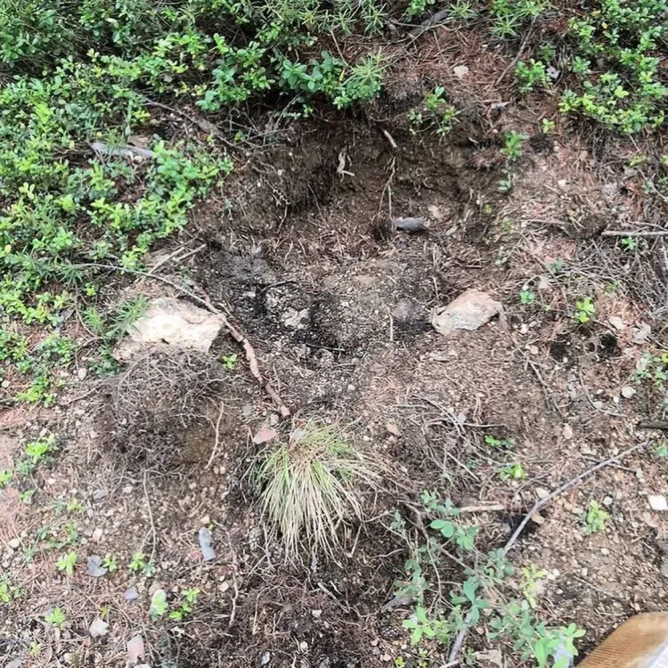 Медведь разворошил кладбище домашних животных в районе Тынды