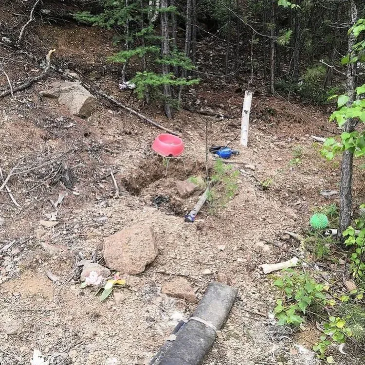 Медведь разворошил кладбище домашних животных в районе Тынды