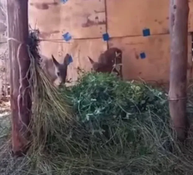 Детенышей косули приютили в центре охраны природы Благовещенского района