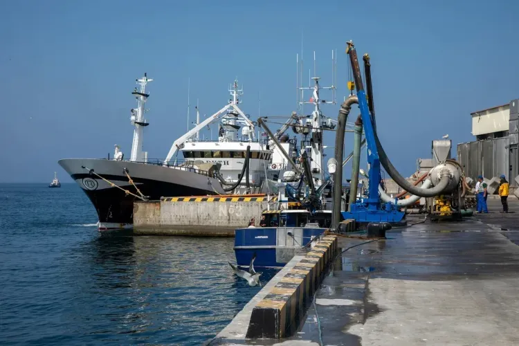 Перевозки минтая с Дальнего Востока в центр России просубсидирует правительство РФ